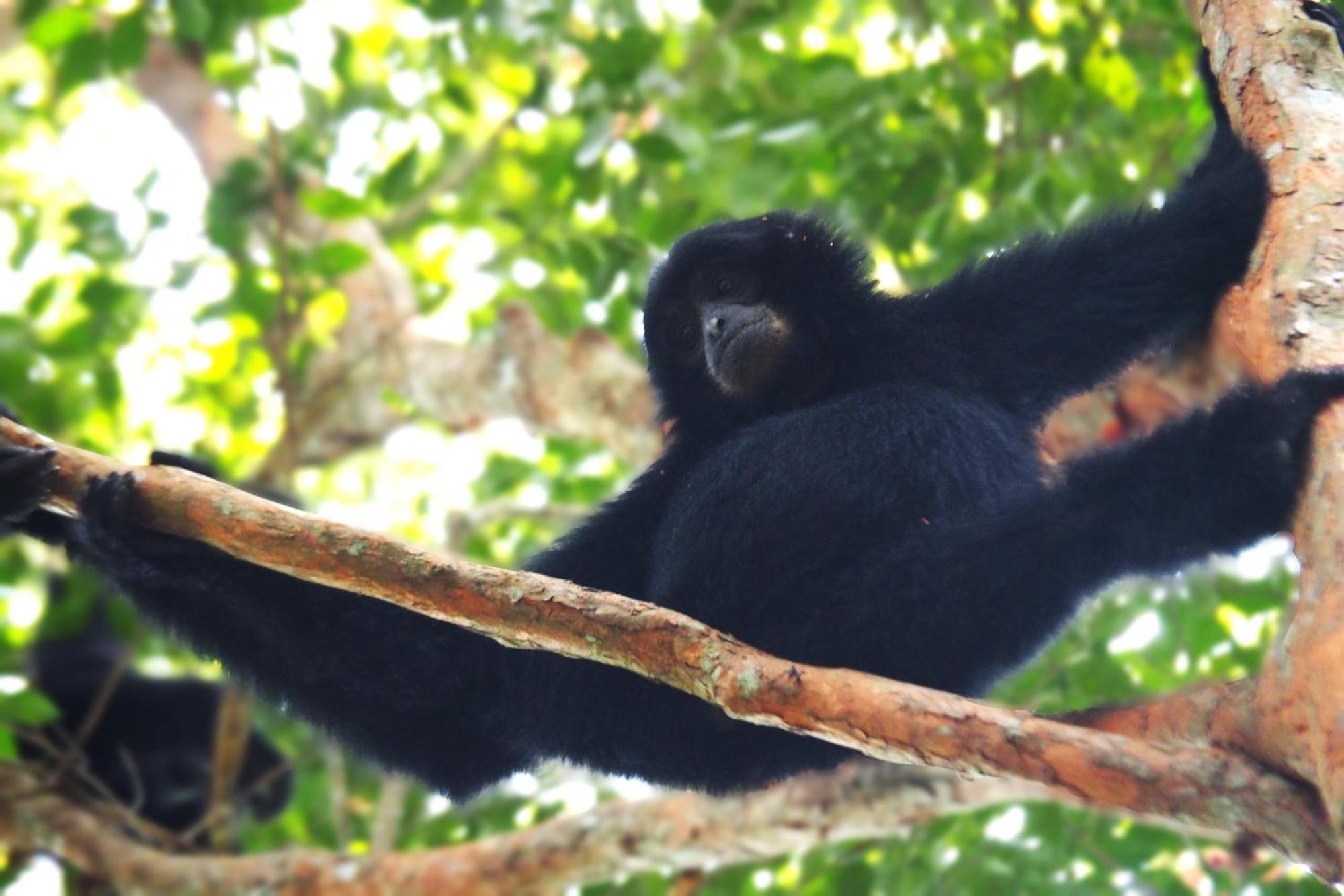 Thejungleguide - Lodges & Treks Bukit Lawang Exterior photo